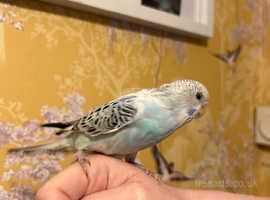 Hand reared budgie