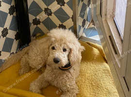 Toy poodle