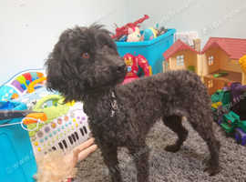 Small miniature poodle female
