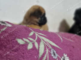 Puppies