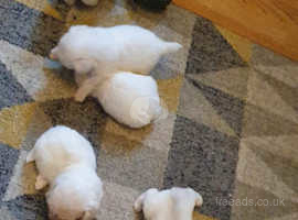 6 beautiful bichon puppies