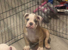Old tyme English bulldog puppies for sale
