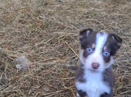 Kirkaldy 2024 border collies