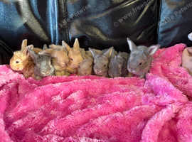 Gorgeous Angora X Giant French lop kits