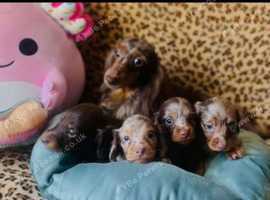 Beautiful Long Haired Dachshund Puppies available