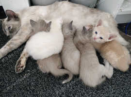 Peterbald cross Siamese kittens