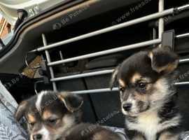 KC Pembrokeshire Corgi puppies