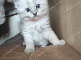 A female Ragdoll is available for sale.