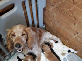 COCKER SPANIEL PUPPIES