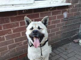 ROCKY the akita