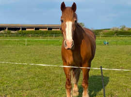 Wanted horse for full loan