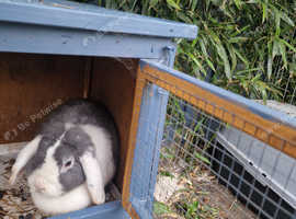 Rabbit for free