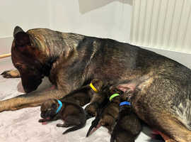 German Shepherd puppies *FULLY VACCINATED KC REGISTERED*