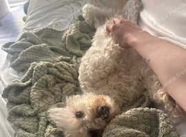 Cavapoochon female