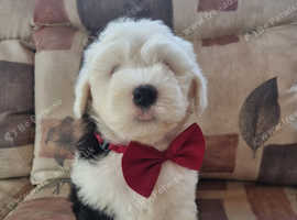 Ikc registered old english sheepdogs