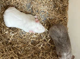 Baby Female Guinea Pigs For Sale