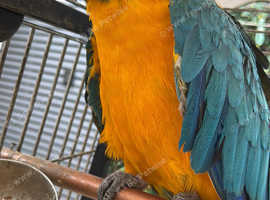 Blue and gold macaw