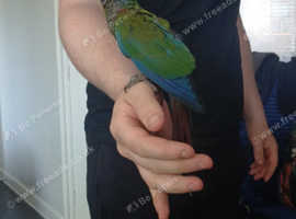 Conure super super hand tamed