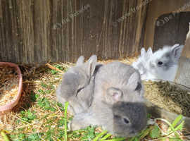 Beautiful mini loinlops