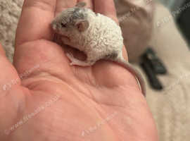 Texel mice, waiting list now open