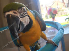 Macaw for sale handreared male