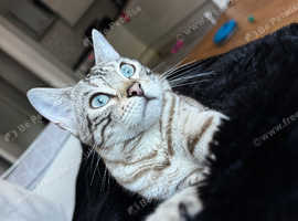 Gorgeous 1 year old Snow Mini Bengal Female