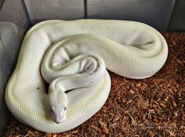 Cb21 ivory royal python female