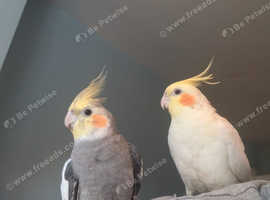 Male and female cockateil