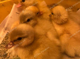 Call Ducklings