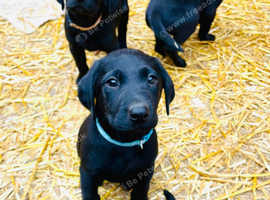 Labrador Puppy