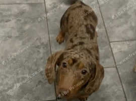 Beautiful dachshund
