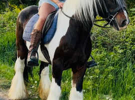 Gorgeous 14.2 traditional cob riding gelding
