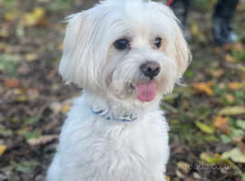 Bichon frise best sale cocker spaniel mix