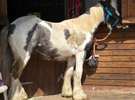 Maxi cob colt yearling Lionheart bred make 16h