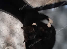 2x female