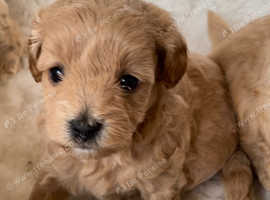 Stunning DNA Health Tested Maltipoo Puppies