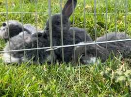 French lop baby's