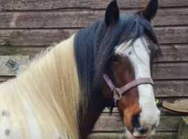 Cob/Horse 14hh to 15hh  Gelding WANTED!!