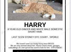 MISSING GINGER CAT - FROM SPORLE