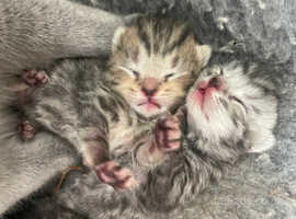 GCCF reg - Golden & Silver Spotted BSH kittens