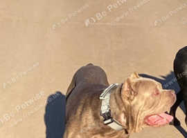Stunning male cane Corso Isabella ( grey)