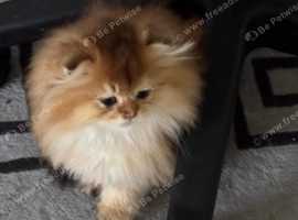 purebred golden scottish fold kittens