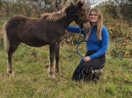 Lovely, Tame. All-up-To Date, Trained Welsh A x Mini-Shetland YEARLING GELDING future Lead Rein Project, First Ridden Project, Therapy Pony Project, C
