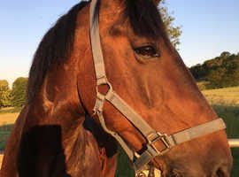 15.2hh  13 year Old  Gelding  New Forest x