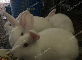 New Zealand White Rabbits