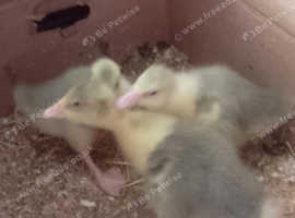 Goslings for sale