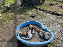 Hatching eggs available