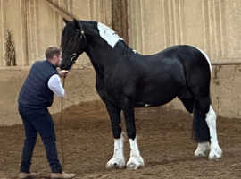 Coloured Friesian cross trad native stallion