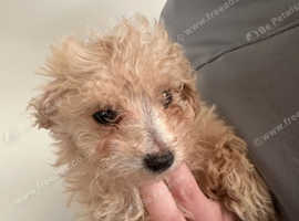 Male poochon looking for his forever home!