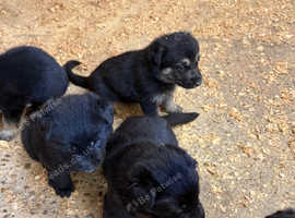 Beautiful German Shepards pups